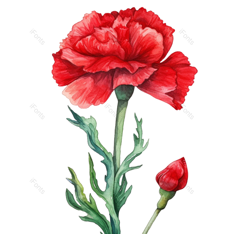 花卉插画图片,元素,PNG,免抠素材